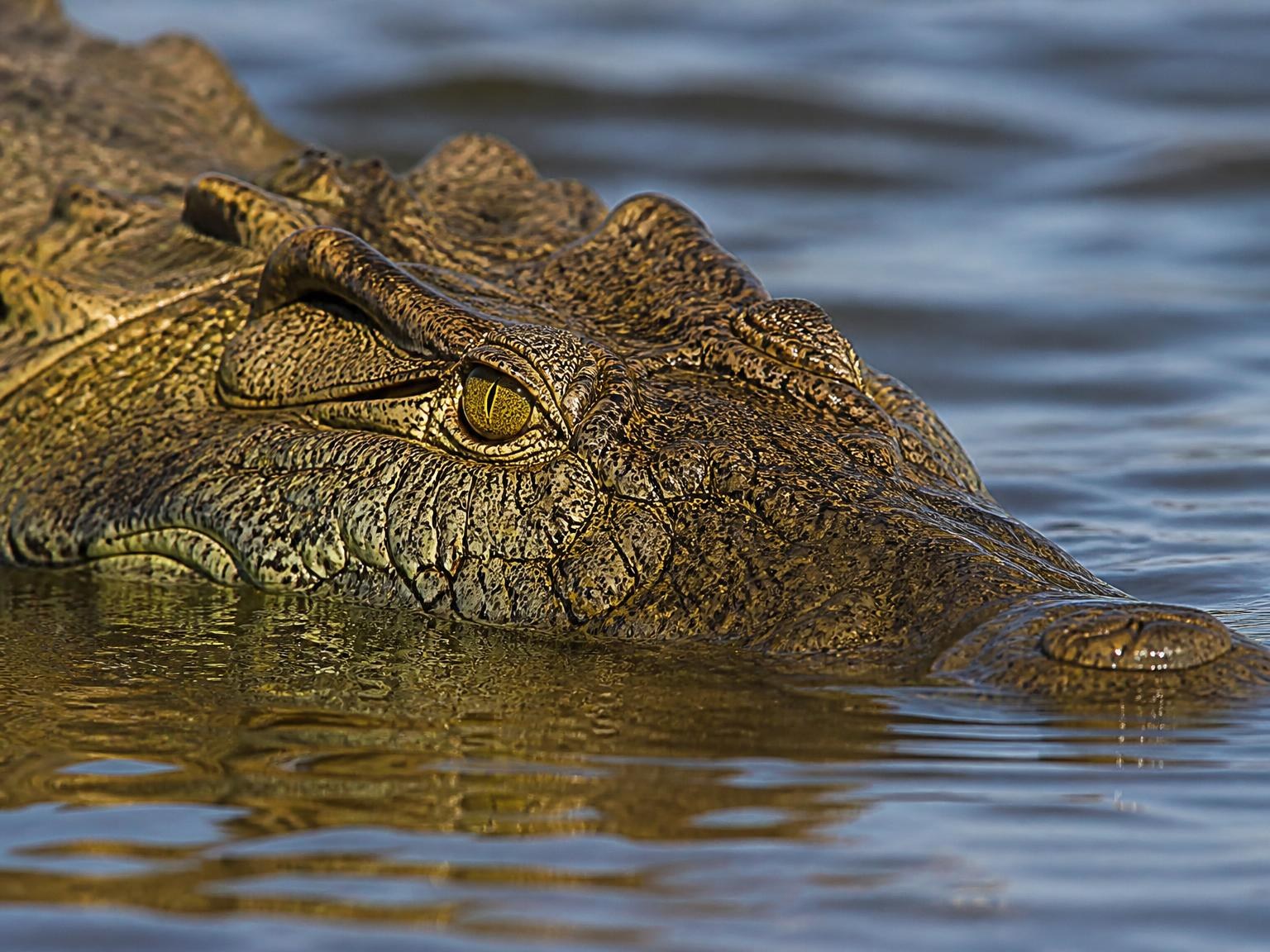 Animal totem du Mvila Crocodile (Poissons)
