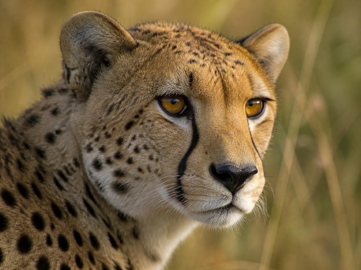 Animal totem du Mvila Guépard (Sagittaire)
