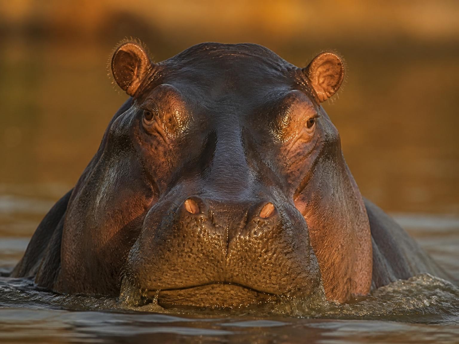 Animal totem du Mvila Hippopotame (Cancer)
