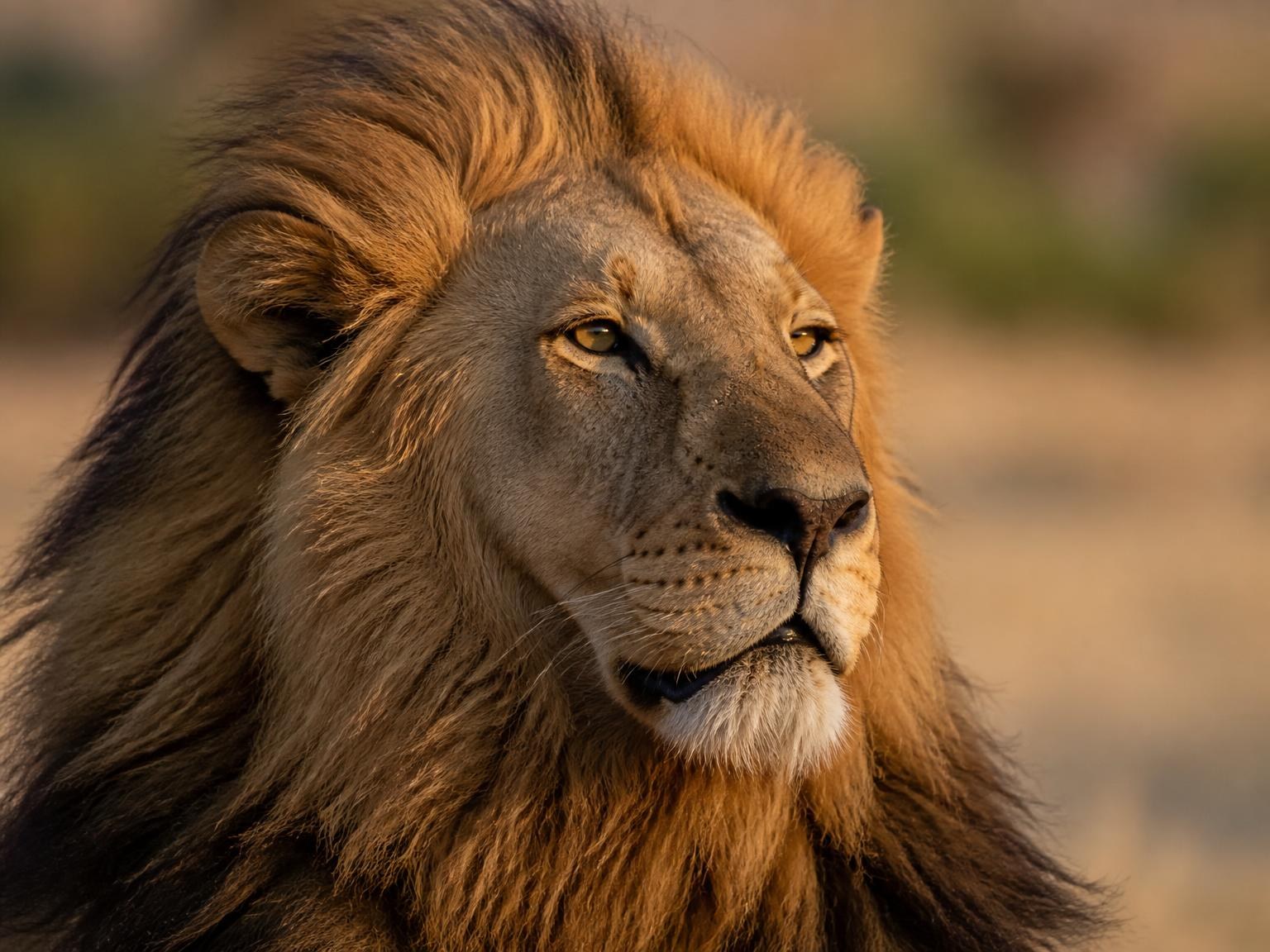 Animal totem du Mvila Lion (Lion)
