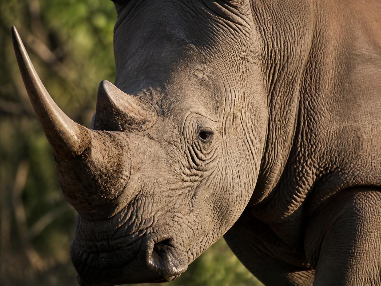 Animal totem du Mvila Rhinocéros (Capricorne)
